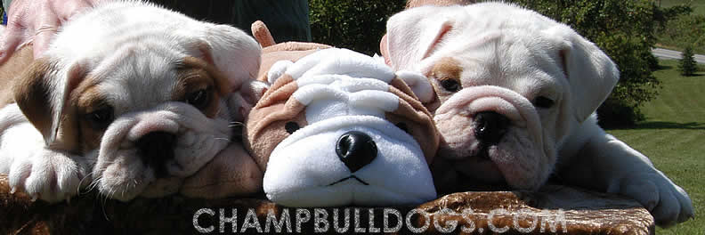 English Bulldogs